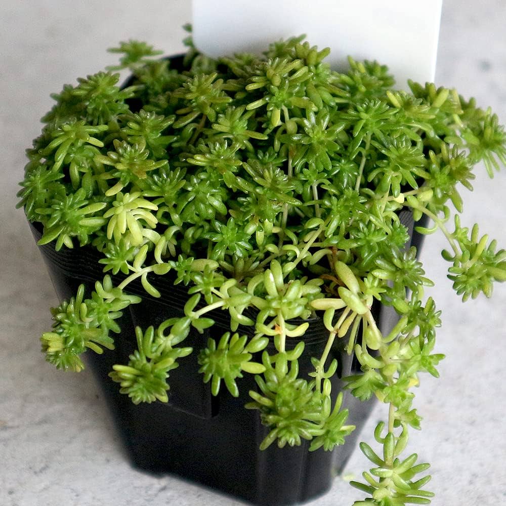 多肉植物　セダム　斑入り森村万年草　カット苗　10カット 多肉植物 セダム 薄雪万年草 カット苗の通販 by キラキラ星's